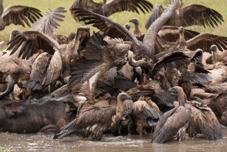 Imagen de Los depredadores más letales de África  - 6