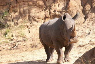 Imagen de Los depredadores más letales de África  - 7