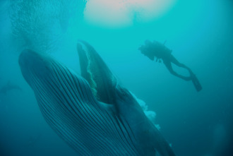 Imagen de Los depredadores más letales de África  - 8