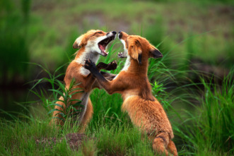 Imagen de El club de la lucha animal  - 4