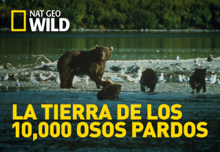 La tierra de los 10,000 osos pardos