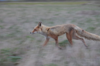 Imagen de Alaska salvaje - 5