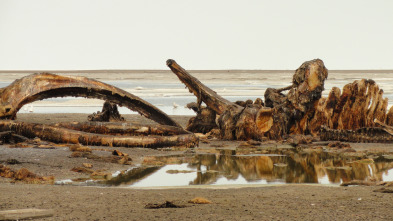 Imagen de Alaska salvaje - 1