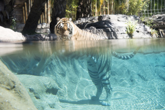 Imagen de En busca del rey de los felinos - 4