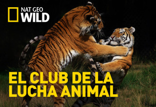 Imagen de El club de la lucha animal  - 2