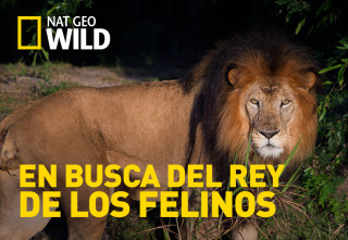 Imagen de En busca del rey de los felinos - 2