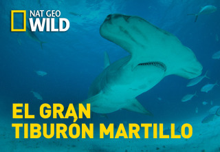 Imagen de El tiburón martillo gigante - 2