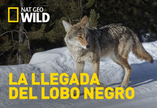 Imagen de La llegada del lobo negro - 2