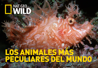 Los animales más peculiares del mundo 