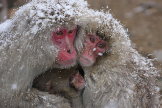 Imagen de Invierno salvaje - 3