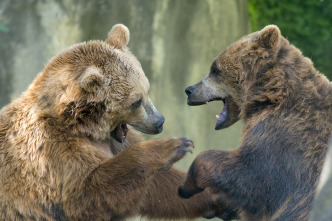 Imagen de El club de la lucha animal  - 4