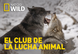Imagen de El club de la lucha...: Desbocados - 2