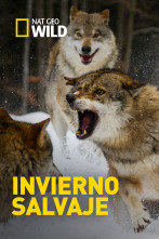 Imagen de Invierno salvaje - 1