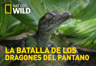 Imagen de La batalla de los dragones del pantano - 2