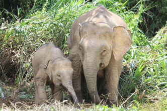 Imagen de El reino secreto de Borneo  - 3