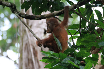 Imagen de El reino secreto de Borneo  - 4