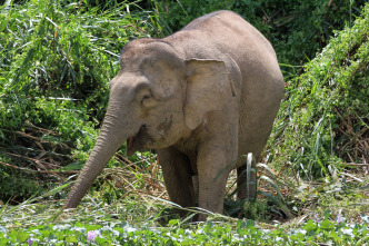 Imagen de El reino secreto de Borneo  - 5