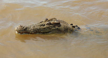 Imagen de El reino secreto de Borneo  - 6