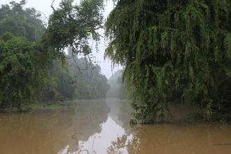 Imagen de El reino secreto de Borneo  - 7