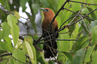 Imagen de El reino secreto de Borneo  - 8