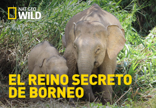 Imagen de El reino secreto de Borneo  - 2