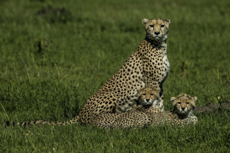 Conociendo a los felinos