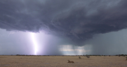 Los felinos de la tormenta