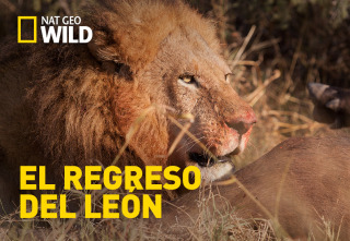 El regreso del león