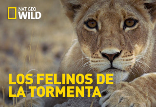 Imagen de Los felinos de la tormenta - 2