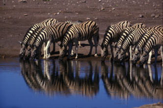 Imagen de Los depredadores más letales de África  - 4