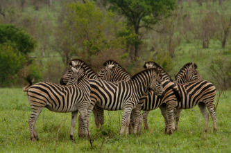 Imagen de Los depredadores más letales de África  - 5