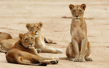 Imagen de Los depredadores más letales de África  - 3