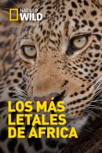 Imagen de Los depredadores más...: Cazadores al acecho - 1