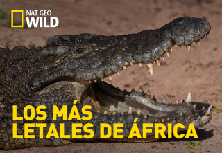 Imagen de Los depredadores más...: Cazadores al acecho - 2