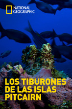 Los tiburones de las islas Pitcairn