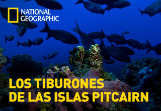 Los tiburones de las islas Pitcairn