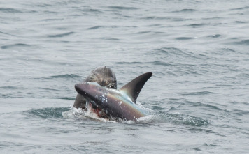 Imagen de Tiburón contra depredador - 4