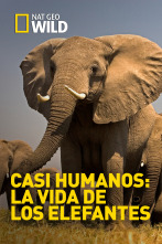 Casi humanos: la vida de los elefantes