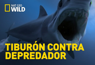 Imagen de Tiburón contra depredador - 2