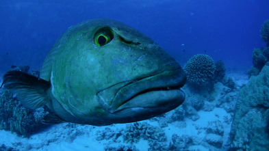 Imagen de Guerreros de los océanos - 7