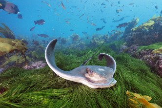 Imagen de Guerreros de los océanos - 3