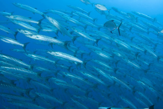 Imagen de Guerreros de los océanos - 8