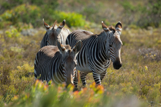 Wild Sudáfrica 