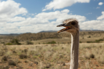 Wild Sudáfrica 