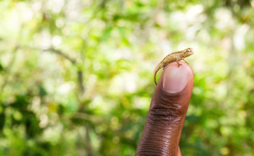 Imagen de Animales súper pequeños - 3