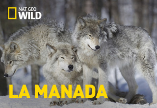 Imagen de La manada: Leones - 2