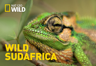 Wild Sudáfrica: Tierra de gigantes