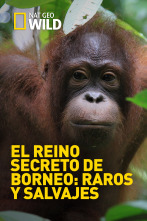 El reino secreto de Borneo: raros y salvajes