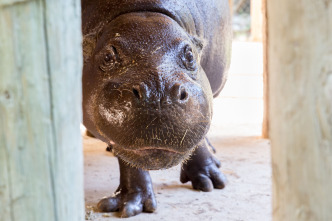 Animales súper pequeños