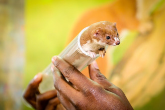 Animales súper pequeños